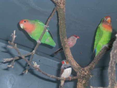 Roseicollie + Híbrido (Foto1)