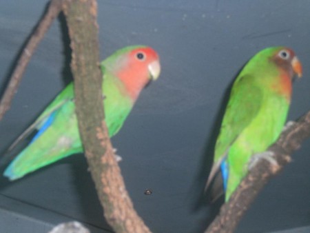 Roseicollie + Híbrido (Foto2)