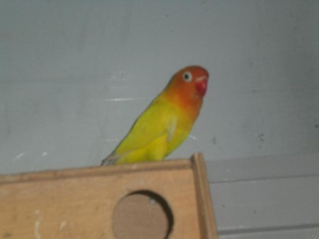 Fisher Amarelo (M) (Foto2)