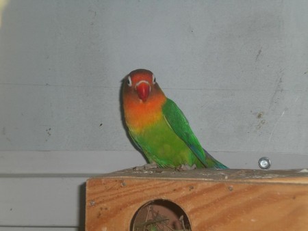 Fisher Verde (F) (Foto1)