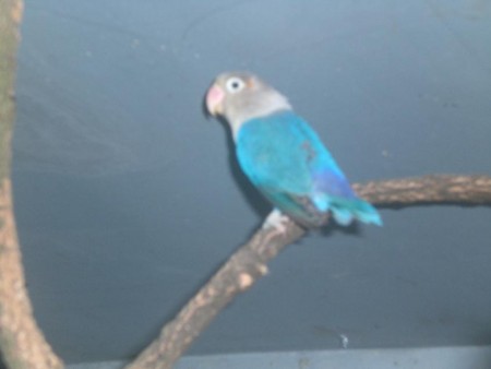 Fischer Azul (F) (Foto1)