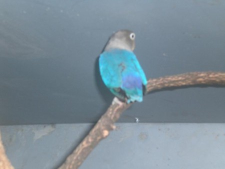 Fischer Azul (F) (Foto2)